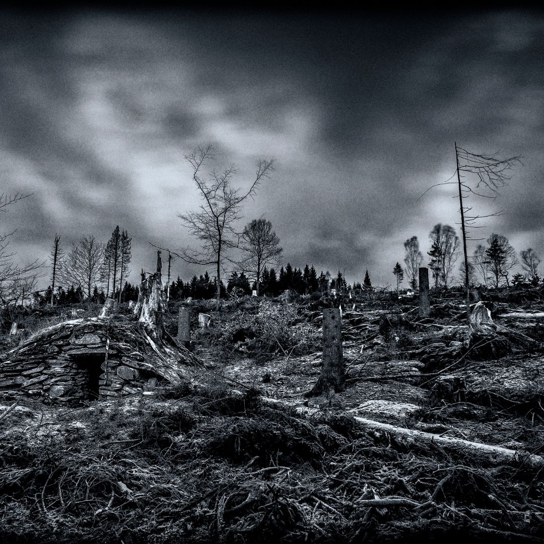 Créditos de carbono sob suspeita: quando a conservação se perde no caminho