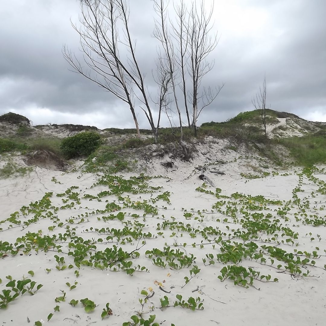 Restinga e Área de Preservação Permanente: o que realmente mudou com o entendimento do STJ