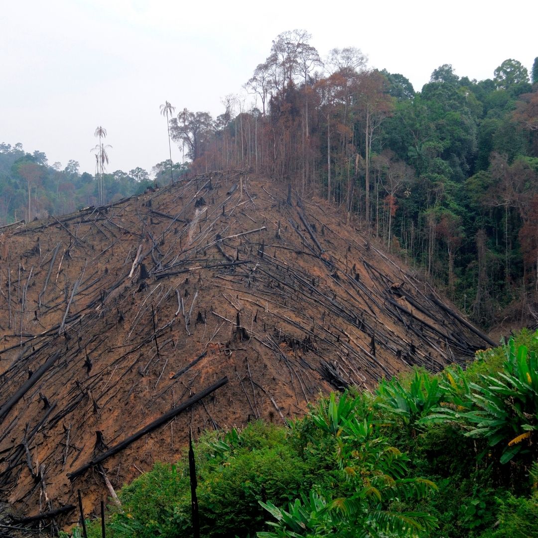 Recebi uma multa ambiental. E agora?